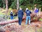 Road blocked by fallen tree ...