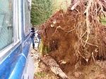 Only a few inches to squeeze by this stump