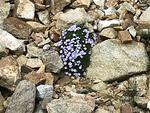 image005