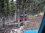 Wanderign through the forest.