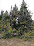 Some gnarly trees at the top of a windswept ridge.