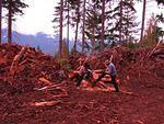 logging.JPG