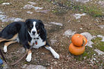 Seriously, I know I ate almost 2 carrot cakes, but I would never eat a pumpkin!