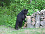 Bear Visit 003.jpg