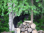 Bear Visit 005.jpg