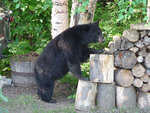 Hoover 0704 003.jpg