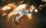 This is the Kangaroo that grappled with me at the Crocadile Hunter's Zoo just outside Brisbane