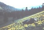 Jim Skelton's 80" "Passepartout" in Okanagan Sunflowers west of Summerland, 1973